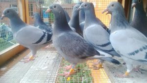 Tandemul Bedeleanu+Șchiau stabilește un adevărat record național