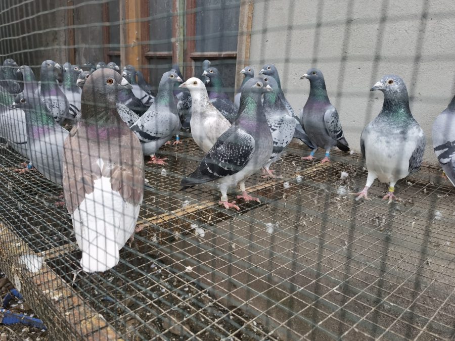 Record: 29.070 porumbei angajați la etapa de fond Sterdyn