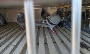 Maraton Tineret 2025, un alt podium al femelelor