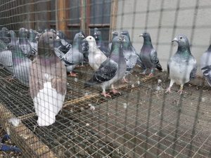 Filiala Suceava monopolizează categorie General Pui