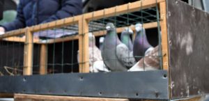 Două tandemuri „cu greutate” și-au împărțit locurile 1 la ultima etapă de Viteză din Filiala București