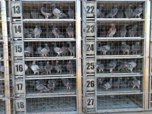 Trei femele în top 3 Național As Demifond