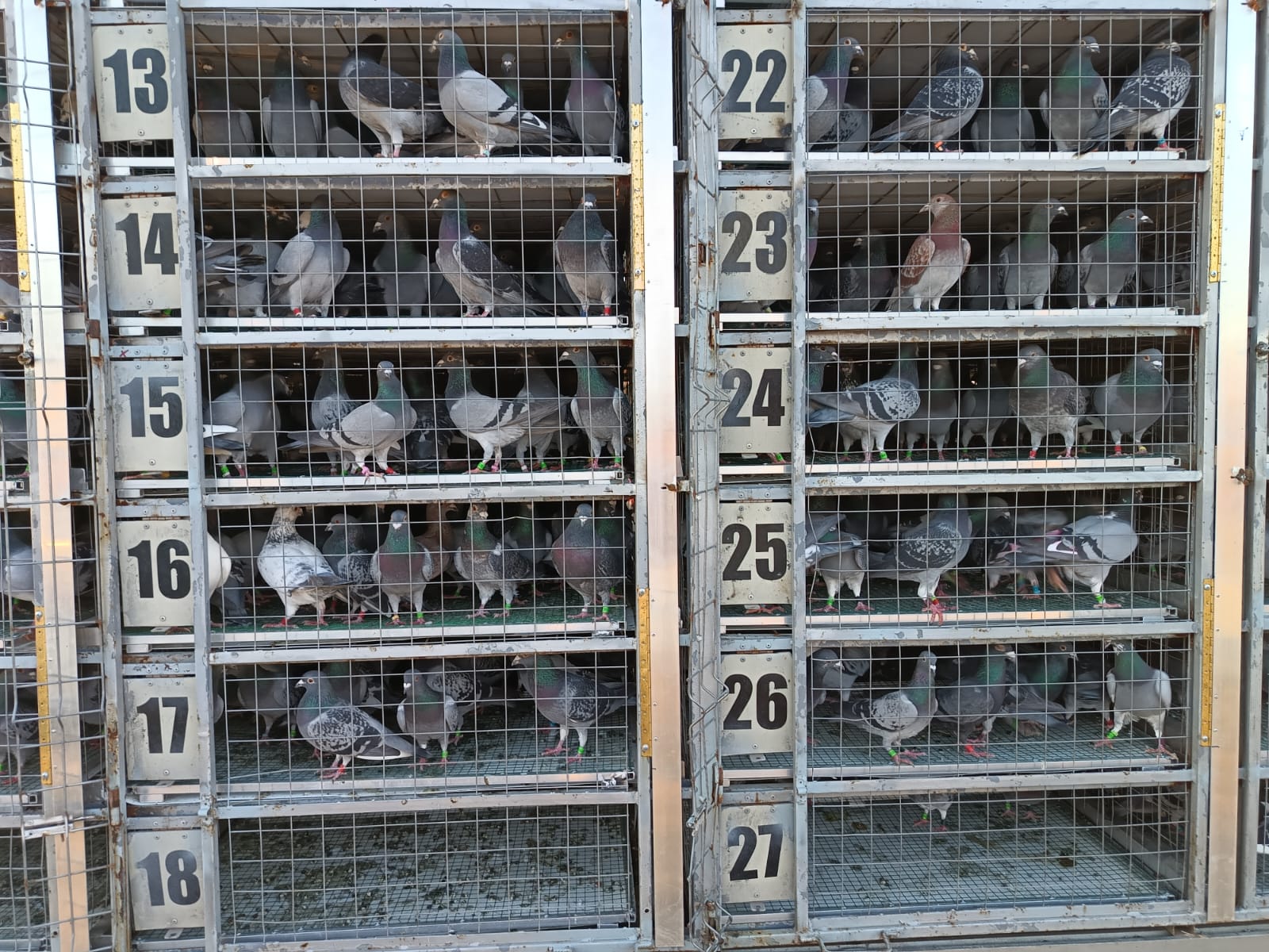 Trei femele în top 3 Național As Demifond