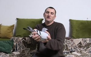 Ioan Vană – Rezultate excelente în inima Transilvaniei cu porumbei cu origini spaniole