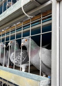 Filialele Suceava și Botoșani au intrat în „febra maratoanelor”