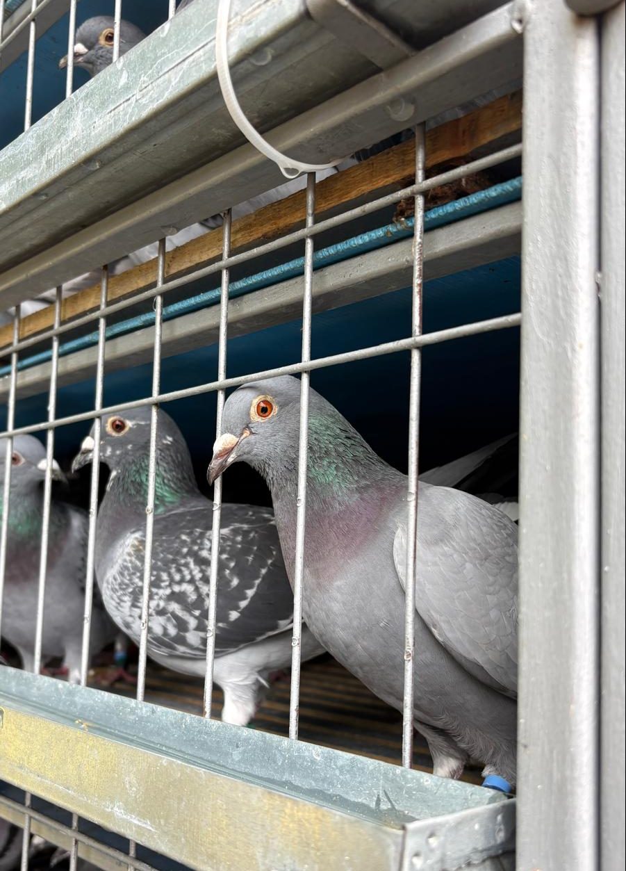 Filialele Suceava și Botoșani au intrat în „febra maratoanelor”