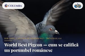World Best Pigeon — cum se califică un porumbel românesc?